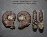 Kosmoceras geminatum