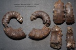 Euaspidoceras cf. subbabeanum, требует уточнения по виду