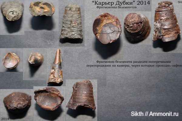 белемниты, фрагмоконы, Дубки, Саратовская область, belemnites, phragmocones