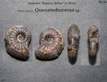 Quenstedtoceras sp.