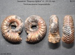 Vertumniceras trapezoidalis
