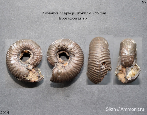 аммониты, Дубки, Eboraciceras, Саратовская область, Ammonites