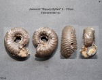 Eboraciceras sp.