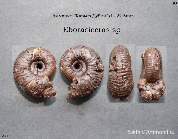 аммониты, Дубки, Eboraciceras, Саратовская область, Ammonites