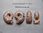 Eboraciceras sp.