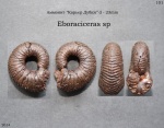 Eboraciceras sp