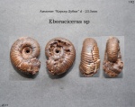 Eboraciceras sp.