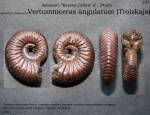 Vertumniceras angulatum или нет ?
