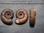 Vertumniceras vertumnum