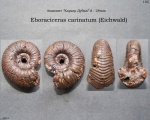 Eboraciceras carinatum