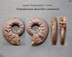 Putealiceras douvillei