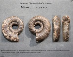 Mirosphinctes sp.