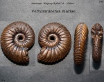 Vertumniceras mariae