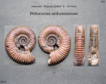 Peltoceras arduennense