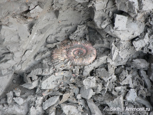 аммониты, Дубки, Саратовская область, Peltoceras arduennense, Ammonites, Peltoceratinae, Parapeltoceras, Rursiceras