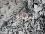 Rursiceras (Parapeltoceras) arduennenense , пойман на месте задержания : )