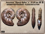 Quenstedtoceras flexicostatum