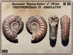 Vertumniceras cf. angulatum