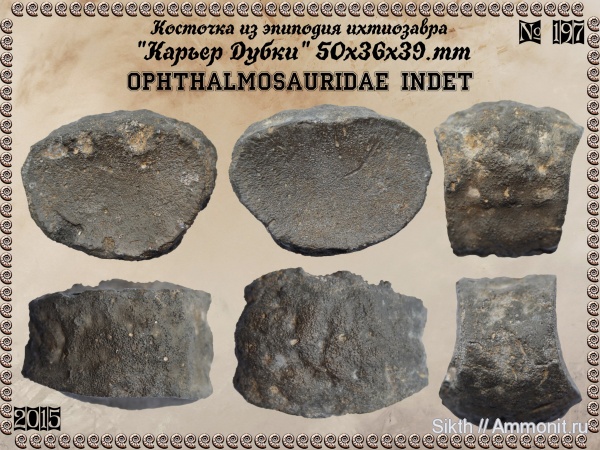 ихтиозавры, Дубки, Саратовская область, кости рептилий, Ophthalmosauridae, элемент ласта морской рептилии