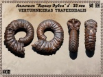 Vertumniceras trapezoidalis