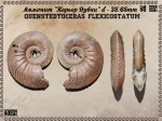 Quenstedtoceras flexicostatum