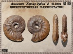 Quenstedtoceras flexicostatum