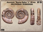 Peltoceras schroederi