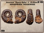 Mojarowskia mojarowskii