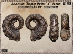 Kosmoceras cf. spinosum