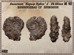 Kosmoceras cf. spinosum