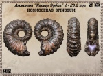 Kosmoceras  spinosum