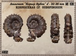 Kosmoceras cf. subspinosum ?