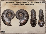 Kosmoceras spinosum