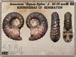 Kosmoceras cf. geminatum