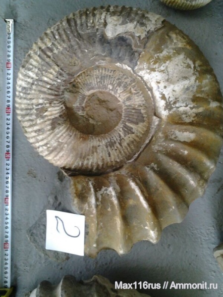 Ammonitoceras