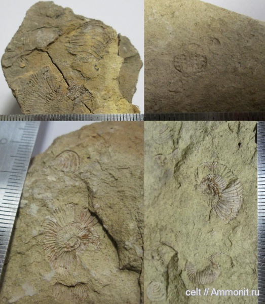 мезозой, Ammonites