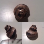 гастропода Eucyclus