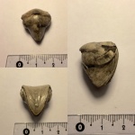 Rhynchonella loxiae