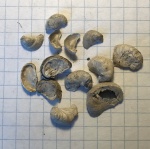 Раковины Amphidonta