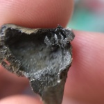 Ручной аппарат rhynchonella loxiae