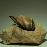 Deltoptychius acutus