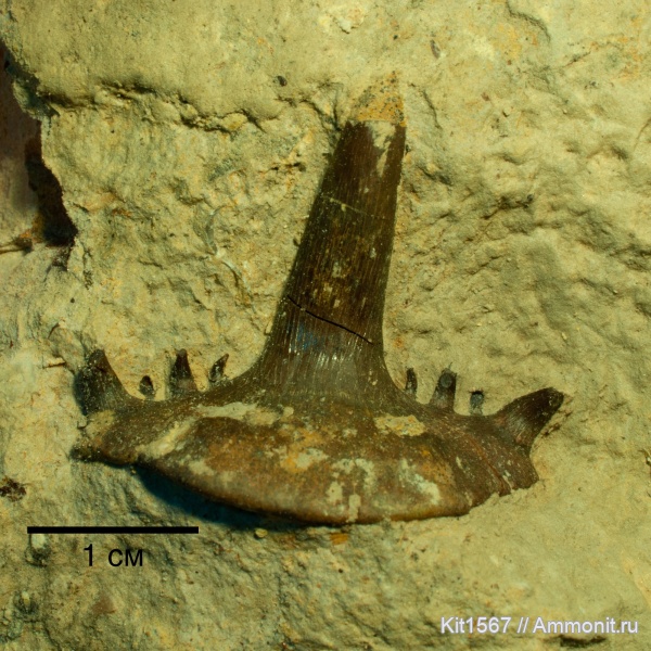 Saivodus, Заборье, Saivodus striatus