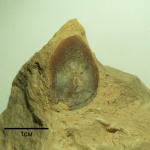Чешуя кистеперой рыбы Rhizodopsis(?)