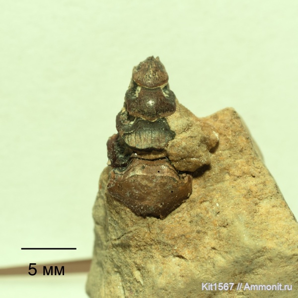 карбон, рыбы, Petalorhynchus, Заборье