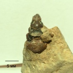 Зубная серия Petalorhynchus