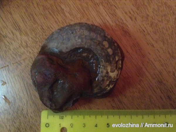 моллюски, триас, мезозойская эра, Ceratites, Triassic