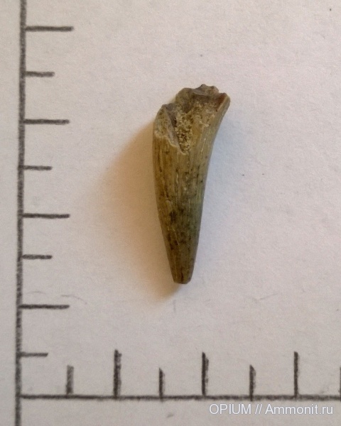 рептилии, мел, зубы, сеноман, Шацк, Малый Пролом, Cenomanian, Cretaceous, teeth