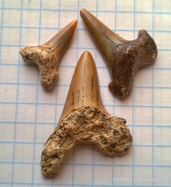 зубы, акулы, Пролом, Шацк, teeth, sharks