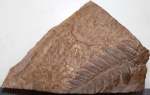 Отпечаток Neuropteris