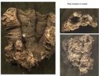 дружная семья-кораллов